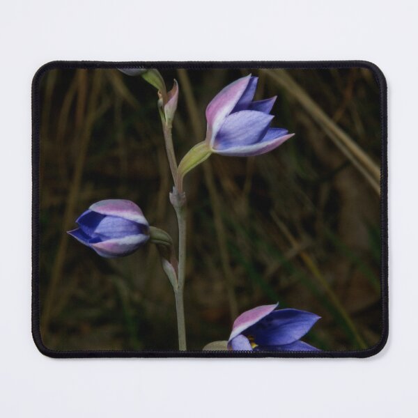Item preview, Sun Orchid Posy designed and sold by GP1746.
