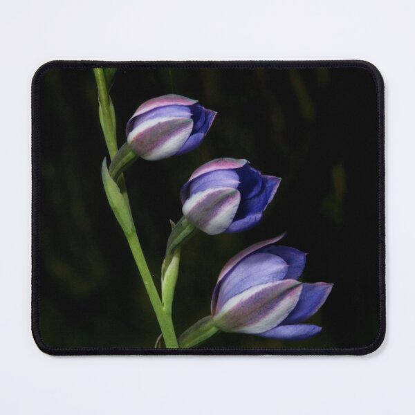 Item preview, Line Of Sun Orchids designed and sold by GP1746.
