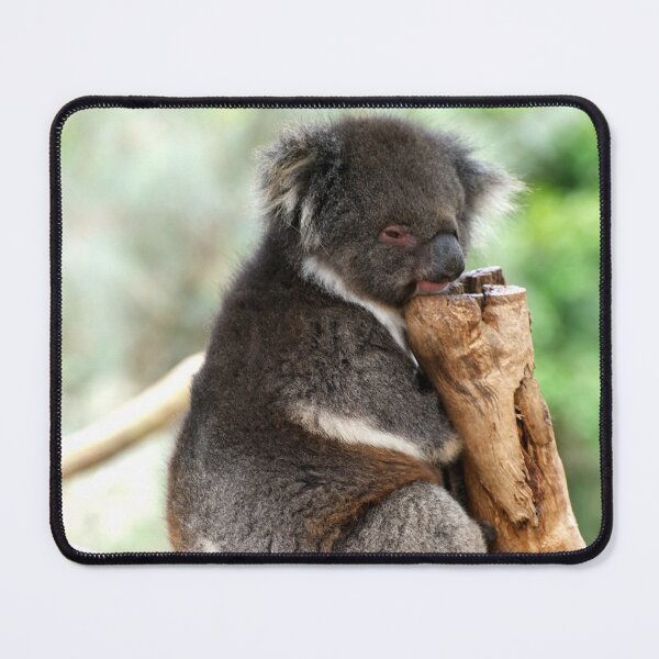 Item preview, Koala Nap Time designed and sold by GP1746.