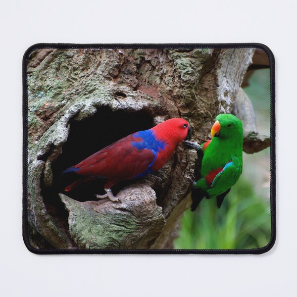 Item preview, Pair Of Eclectus At The Nest designed and sold by GP1746.