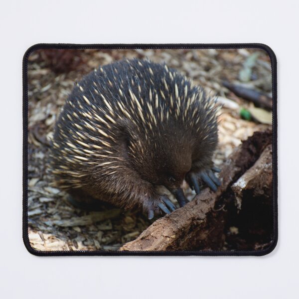 Item preview, Echidna Sticky Beak designed and sold by GP1746.