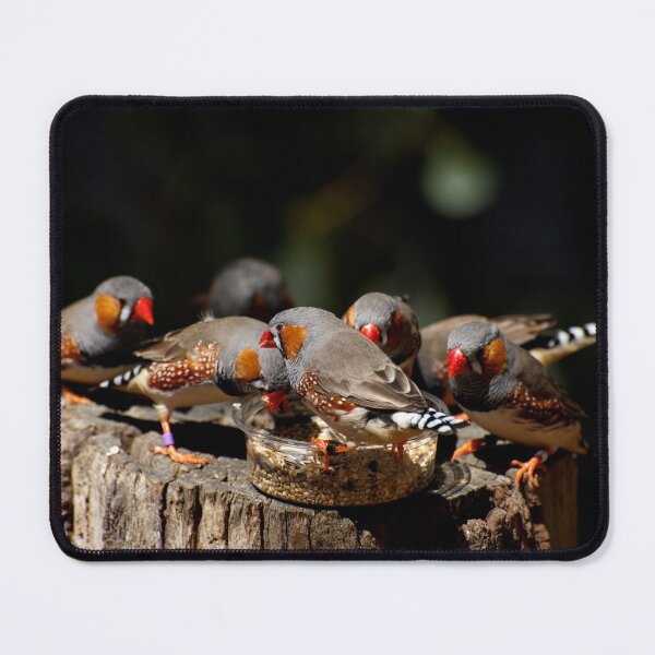 Item preview, Zebra Finch Feeding Frenzy designed and sold by GP1746.