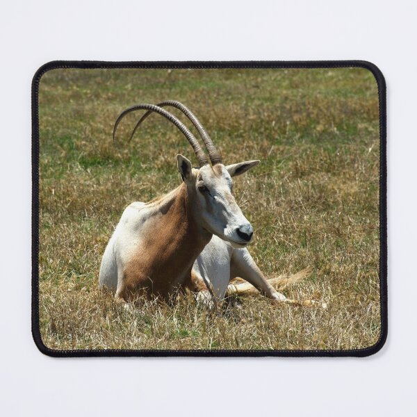Item preview, Scimitar Horned Antelope designed and sold by GP1746.