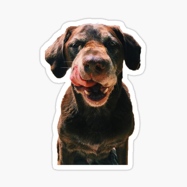 Labrador Liebhaber Geschenke Merchandise Redbubble