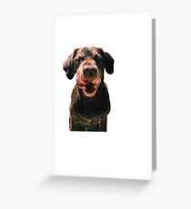 Chocolate Lab Greeting Card