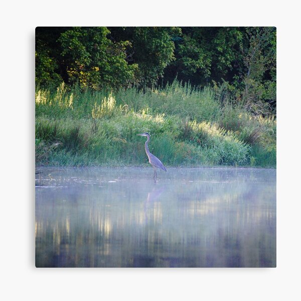 Blue Heron Morning Canvas Print