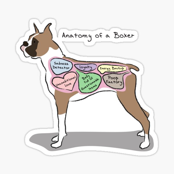 Anatomy of a Boxer Sticker