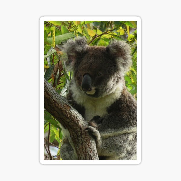 Koalas are priceless Sticker