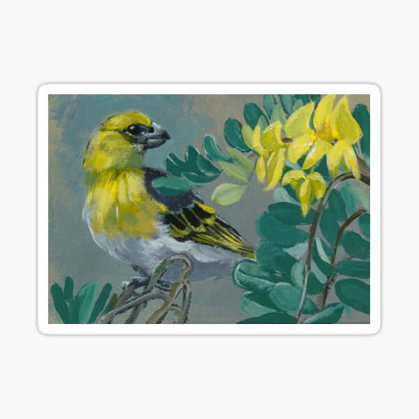 Soon it will Rain: Palila and Mamane Sticker