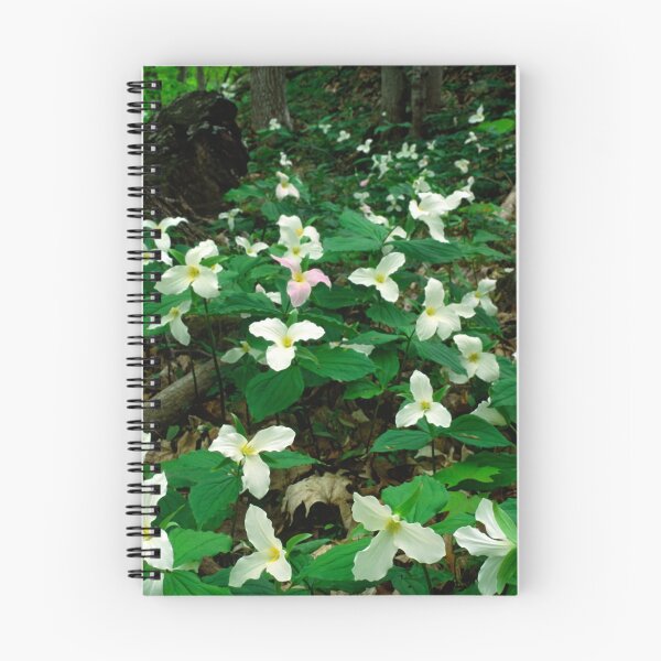 Aperçu de l'œuvre Forêt de Trillium créée et vendue par TaiChiJohn.