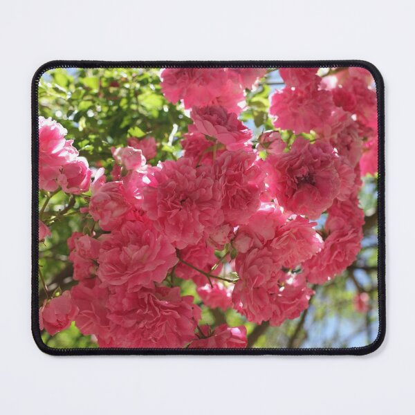 Item preview, Nature, flower, roses, pink, shrub, photography, BebiCervin designed and sold by BebiCervin.