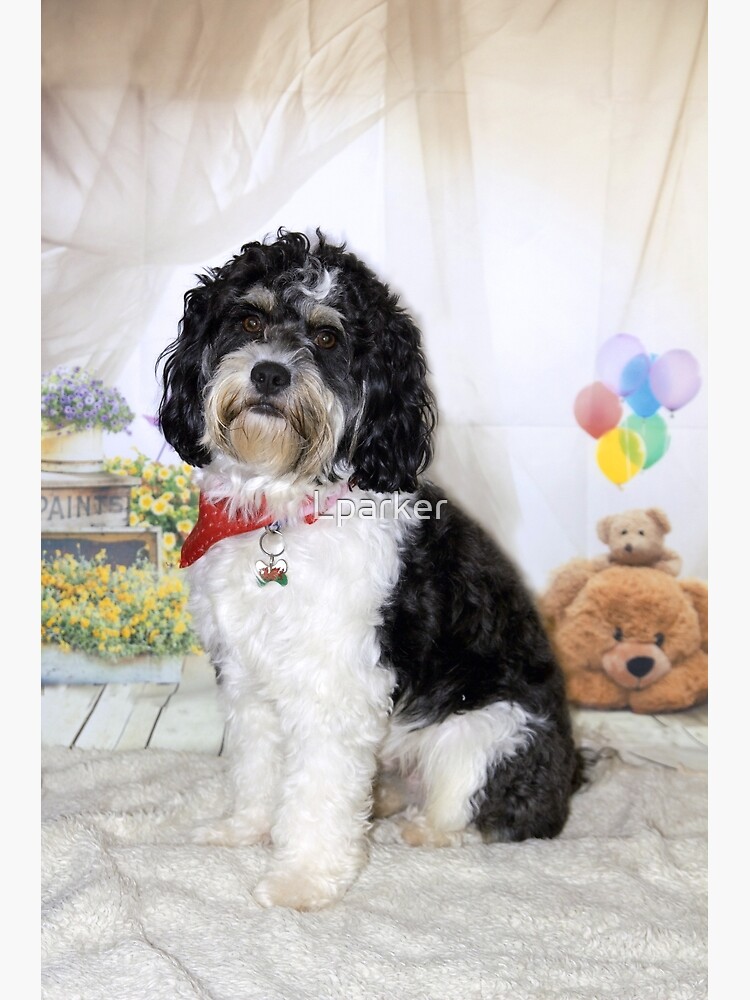 Cavachon 2024 teddy bear