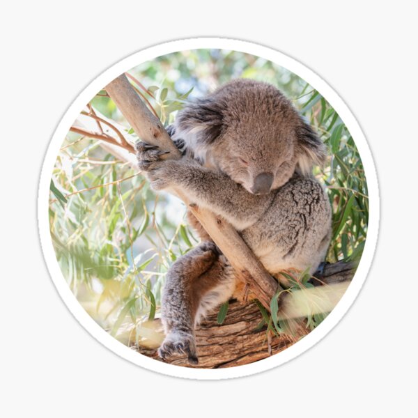 Item preview, Just a Sleepy Australian Koala Bear Gum Tree designed and sold by Jaydee001.