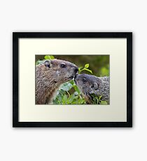 Mom and baby Woodchuck Framed Print
