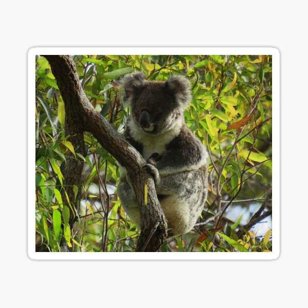 Koala autumn colours Sticker