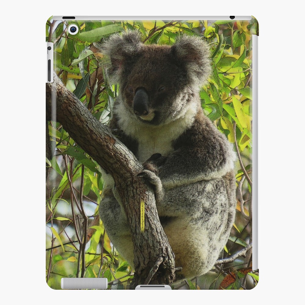 The Warm Rainbow Koala