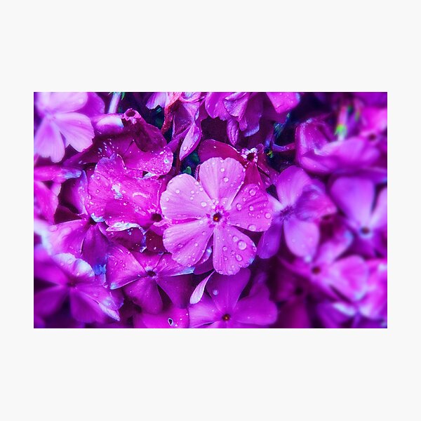 Purple Flower Photographic Print