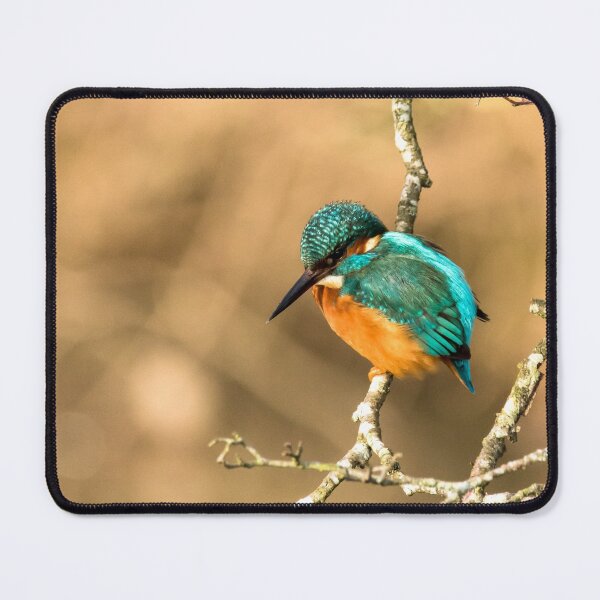 Item preview, Common Kingfisher designed and sold by Jane Stanley Photography.