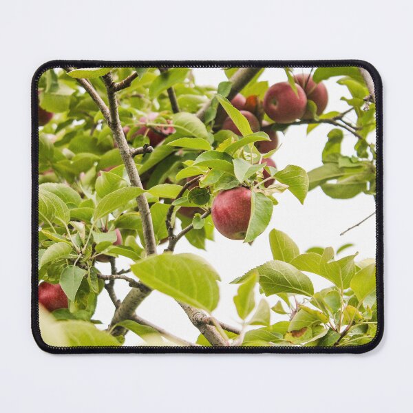 Item preview, Ripe red apple in tree designed and sold by stina-bee.