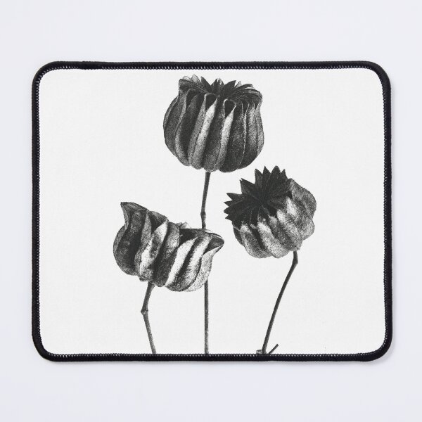 Item preview, Abutilon (Lime Mallow) Pod enlarged six times from Urformen der Kunst (1928) by Karl Blossfeldt designed and sold by Finolca.