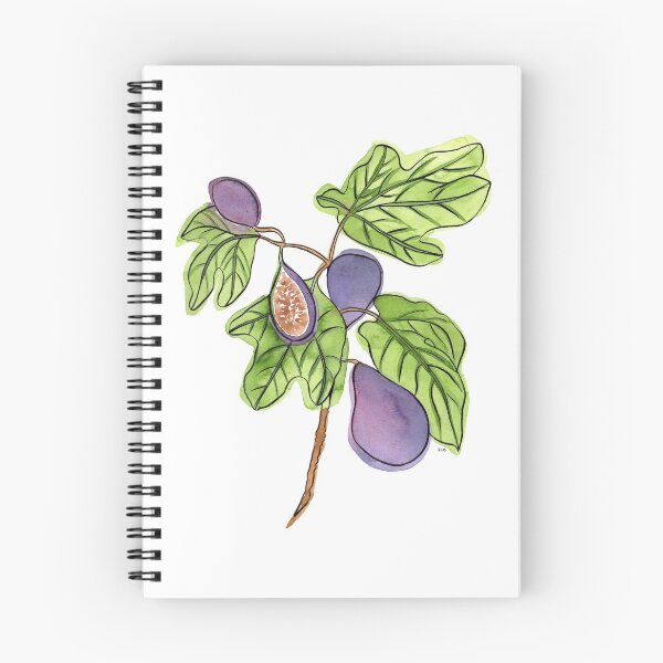 Artikelvorschau, Feigenillustration in Tusche und Aquarell entworfen und verkauft von Paper Den.