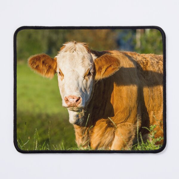 Item preview, Simmental Calf designed and sold by Jane Stanley Photography.