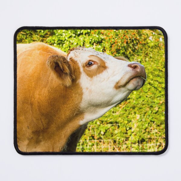 Item preview, Simmental Cow designed and sold by Jane Stanley Photography.