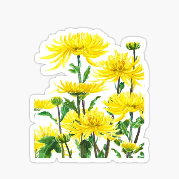Item preview, yellow chrysanthemums 2 designed and sold by ColorandColor.