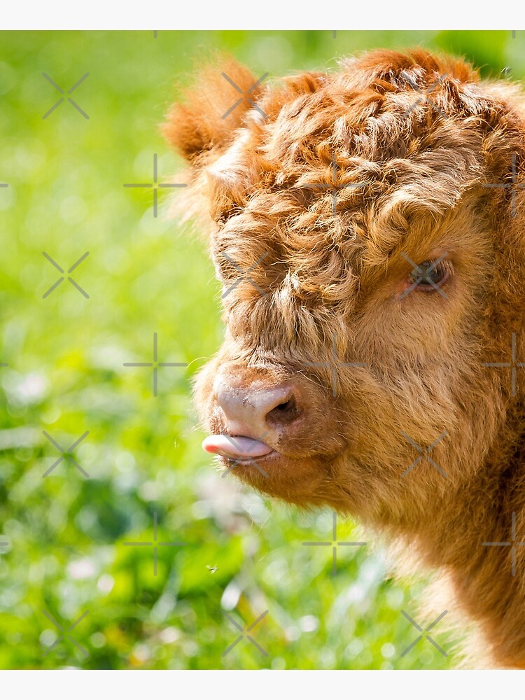 Raspberry Cow Photographic Print for Sale by Jane Stanley