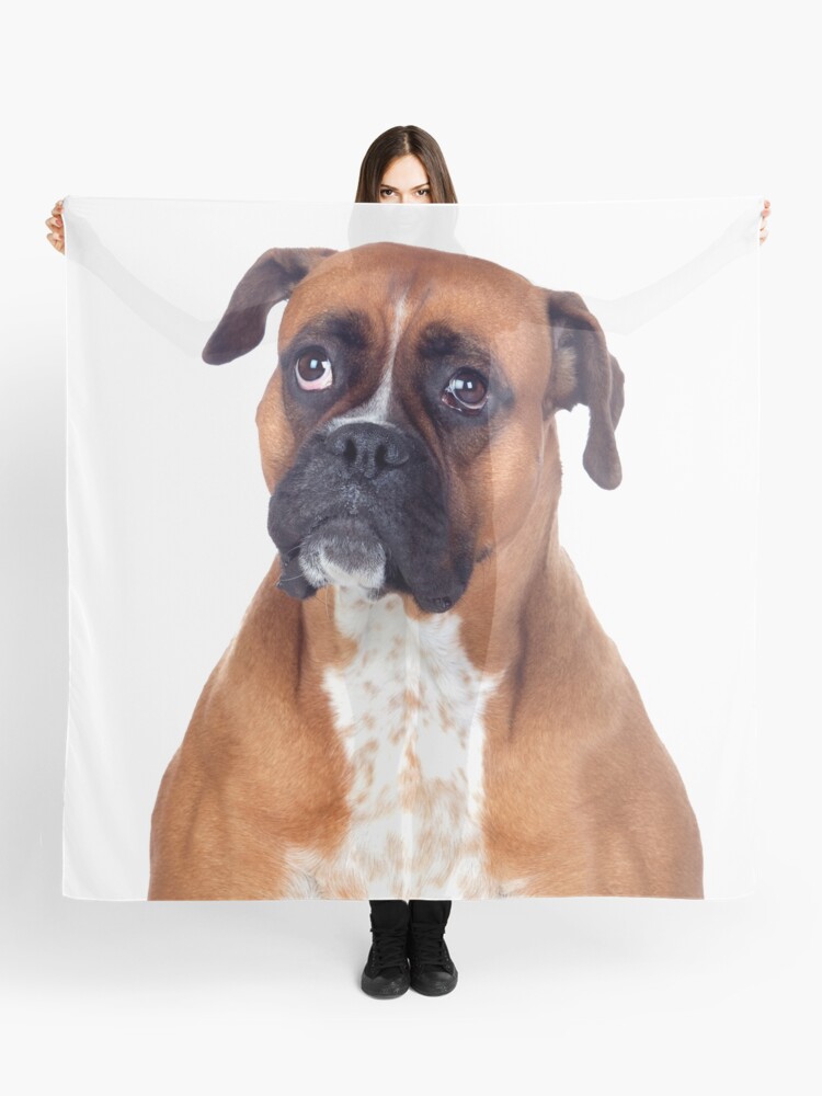 boxer dog scarf