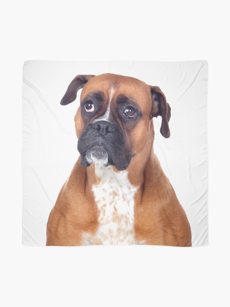 boxer dog scarf