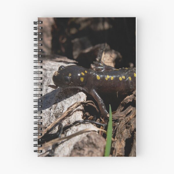 Item preview, the yellow spotted salamander(2) designed and sold by R-York.
