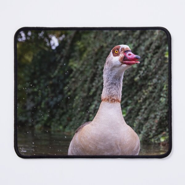 Item preview, An Egyptian Goose Standing in Shallow Water designed and sold by Borinna.