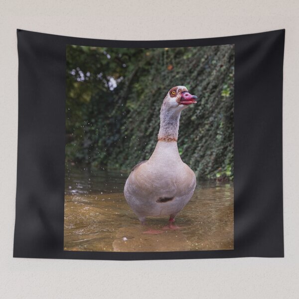 Item preview, An Egyptian Goose Standing in Shallow Water designed and sold by Borinna.