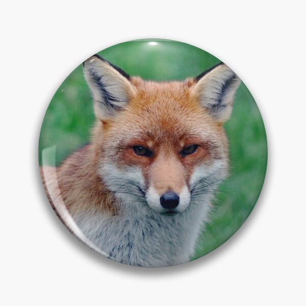 Item preview, An Adorable Red Fox designed and sold by Karen Thomson.