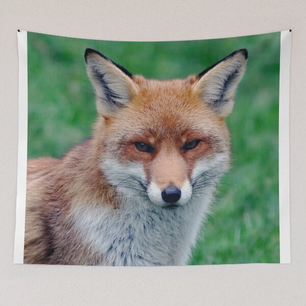Item preview, An Adorable Red Fox designed and sold by Karen Thomson.