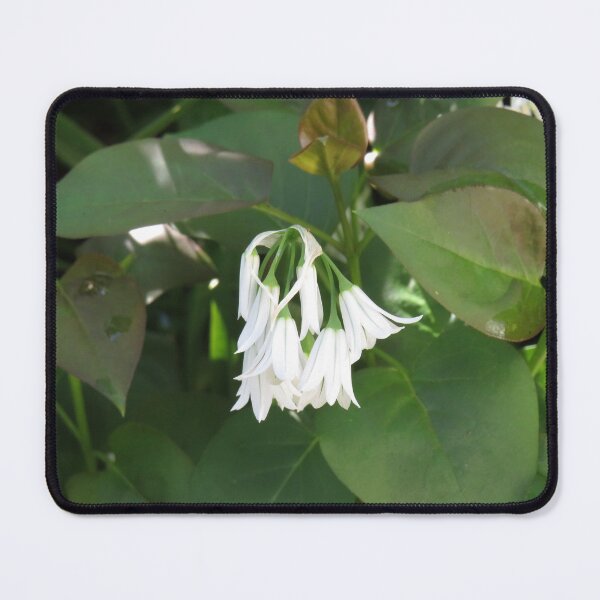 Item preview, Three cornered garlic flowers designed and sold by greentiger1.