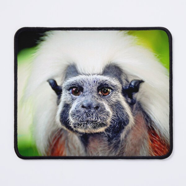 Item preview, Cotton-headed Tamarin designed and sold by Savannah Gibbs.