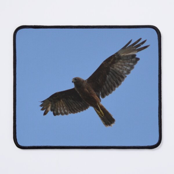 Item preview, Beach Flight 1- Harrier Auckland, New Zealand designed and sold by lizdomett.