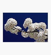 Blossoms In Blue Photographic Print