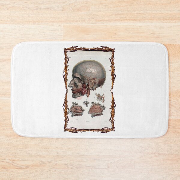 Item preview, Anatomical board Cranial vascular system - Anatomical designs, human body and anatomy boards designed and sold by AdvanceDesign.