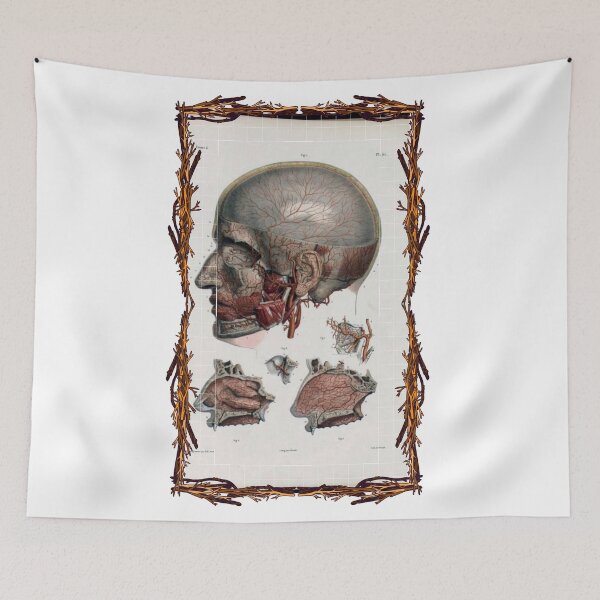 Item preview, Anatomical board Cranial vascular system - Anatomical designs, human body and anatomy boards designed and sold by AdvanceDesign.