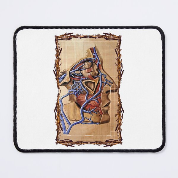 Item preview, Anatomical board Cranial vascular system - Anatomical designs, human body and anatomy boards designed and sold by AdvanceDesign.