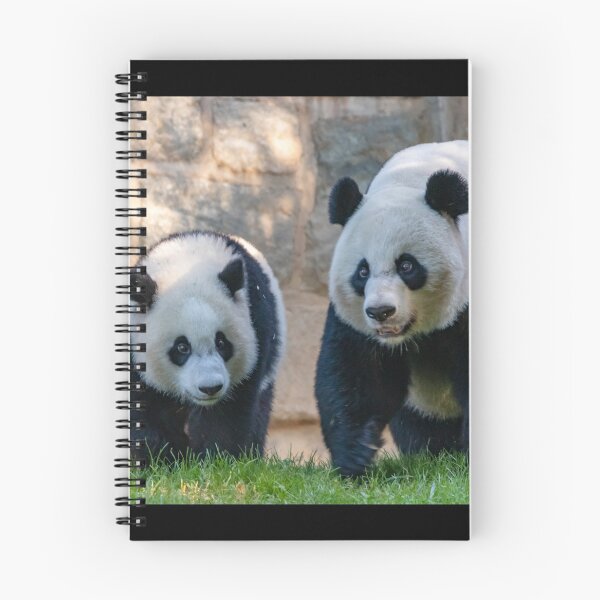 Item preview, Giant Pandas Xiao Qi Ji and Mei Xiang at the Smithsonian's National Zoo designed and sold by Zoo and Nature Photography by Karie.