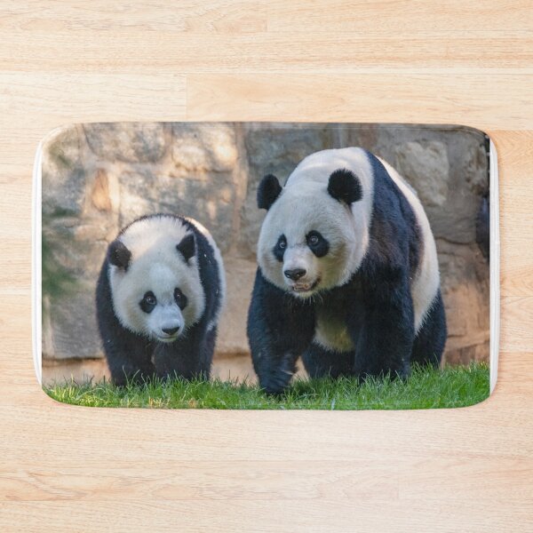 Item preview, Giant Pandas Xiao Qi Ji and Mei Xiang at the Smithsonian's National Zoo designed and sold by Zoo and Nature Photography by Karie.
