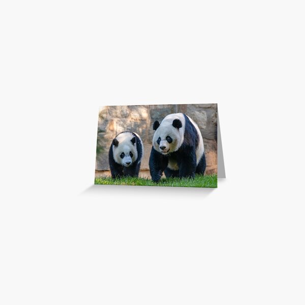 Item preview, Giant Pandas Xiao Qi Ji and Mei Xiang at the Smithsonian's National Zoo designed and sold by Zoo and Nature Photography by Karie.