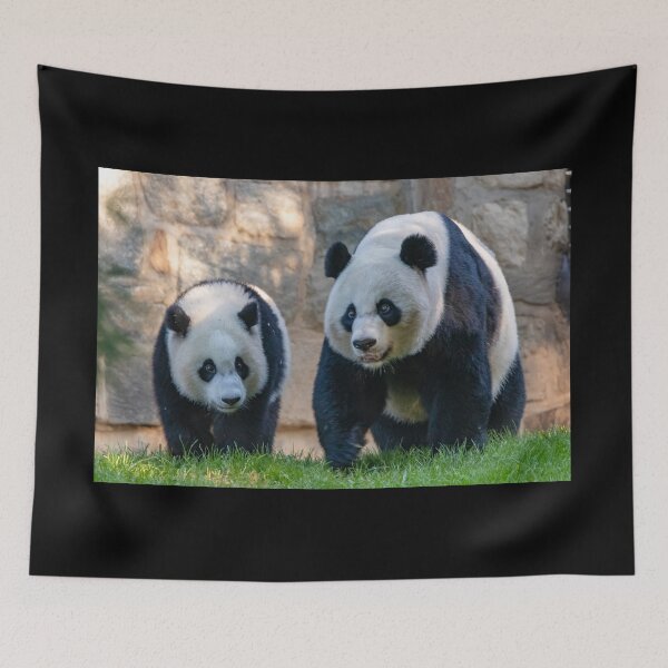Item preview, Giant Pandas Xiao Qi Ji and Mei Xiang at the Smithsonian's National Zoo designed and sold by Zoo and Nature Photography by Karie.