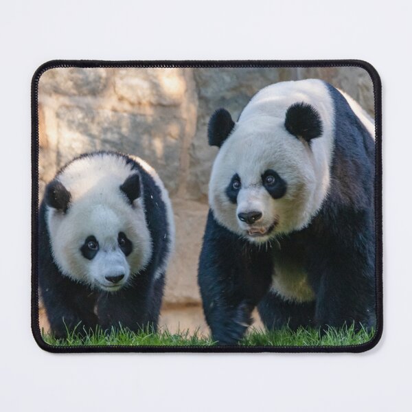 Item preview, Giant Pandas Xiao Qi Ji and Mei Xiang at the Smithsonian's National Zoo designed and sold by Zoo and Nature Photography by Karie.