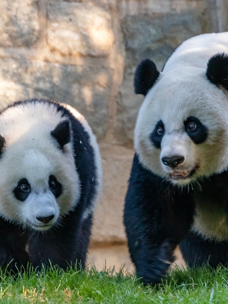Giant Pandas Xiao Qi Ji and Mei Xiang at the Smithsonian's National Zoo by kariek17