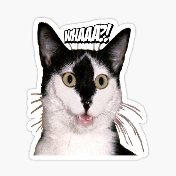 Boonie cat say WHAA?! Sticker